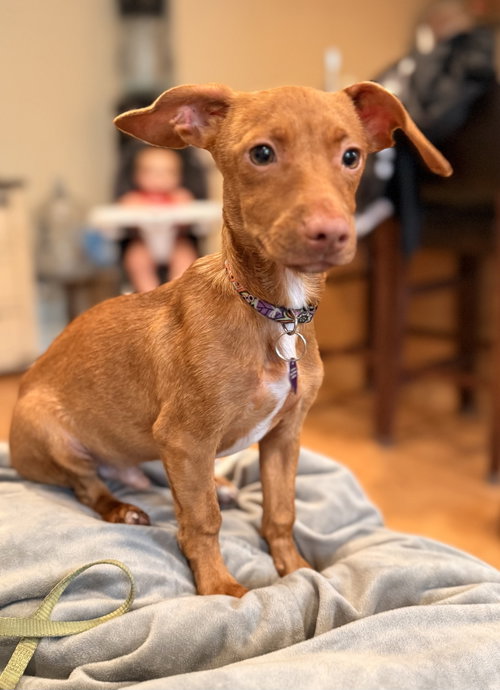 Photo 2 of Scout aka Nemo (in foster)