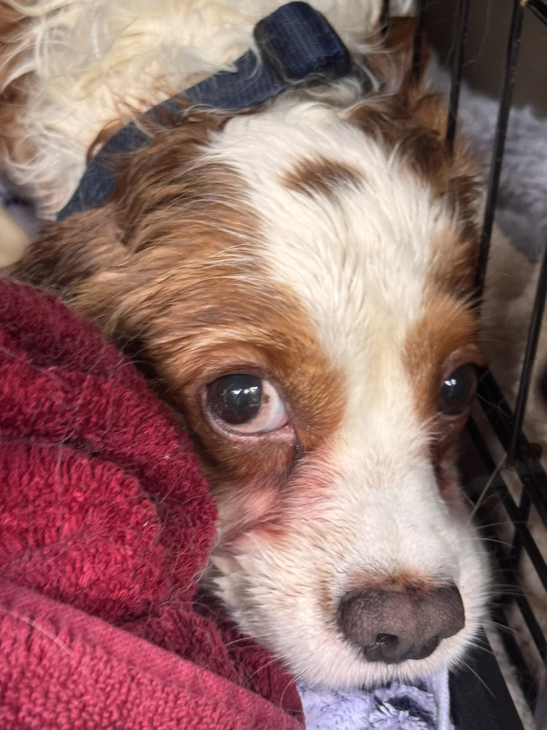 Milos In Foster - Cavalier King Charles Spaniel
