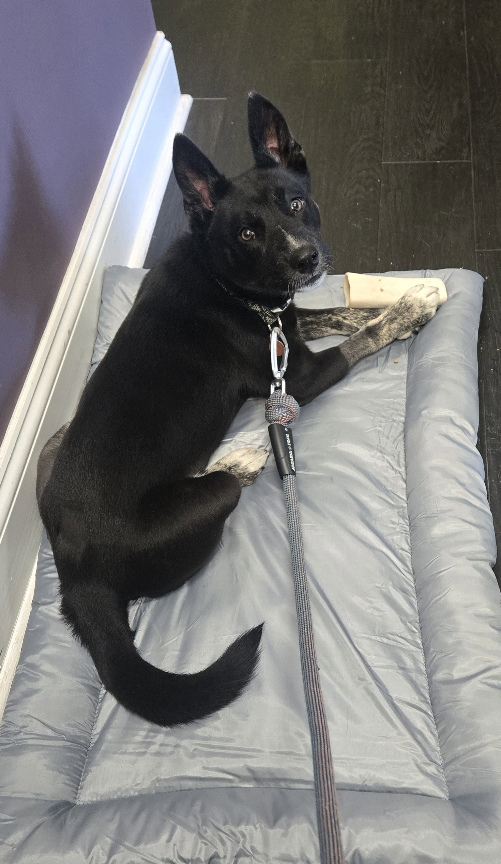 Royal (in foster), photo 2