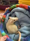adoptable Rat in kenosha, WI named Akon