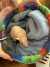 adoptable Rat in kenosha, WI named Linus