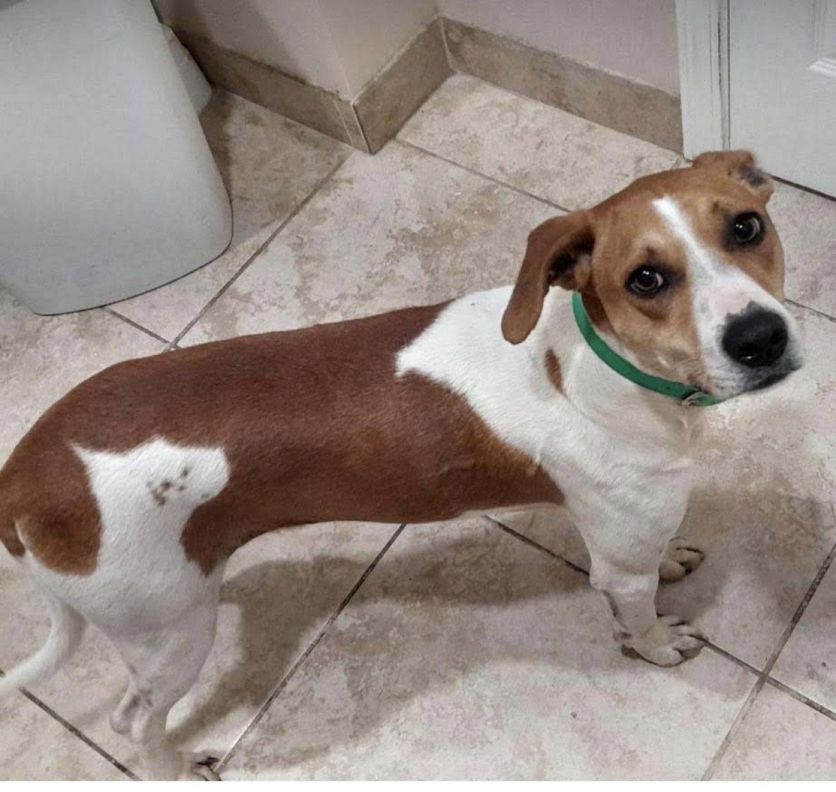 Dog for Adoption Queenie, a Labrador Retriever in Leisure World, MD