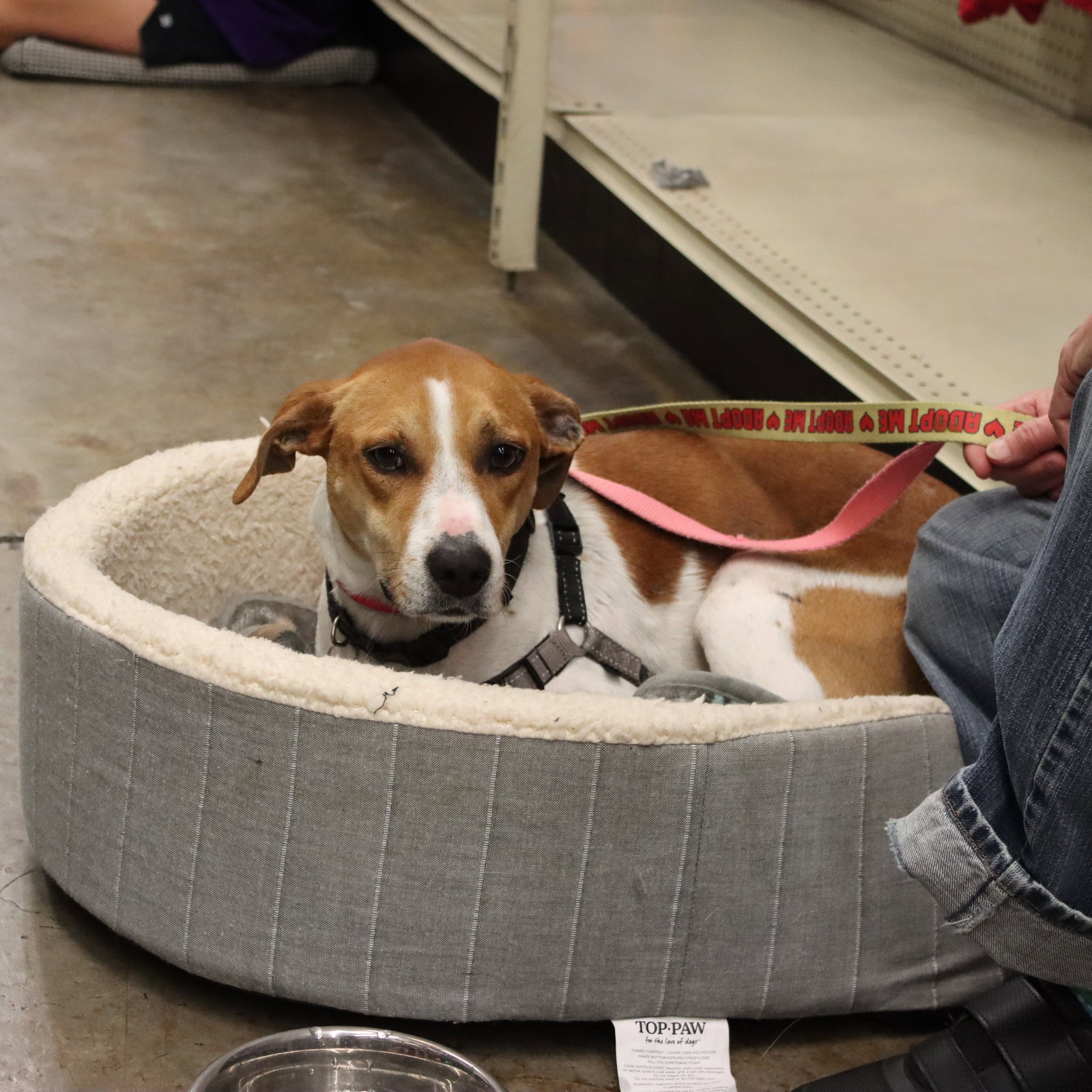 Dog for Adoption Queenie, a Labrador Retriever in Leisure World, MD