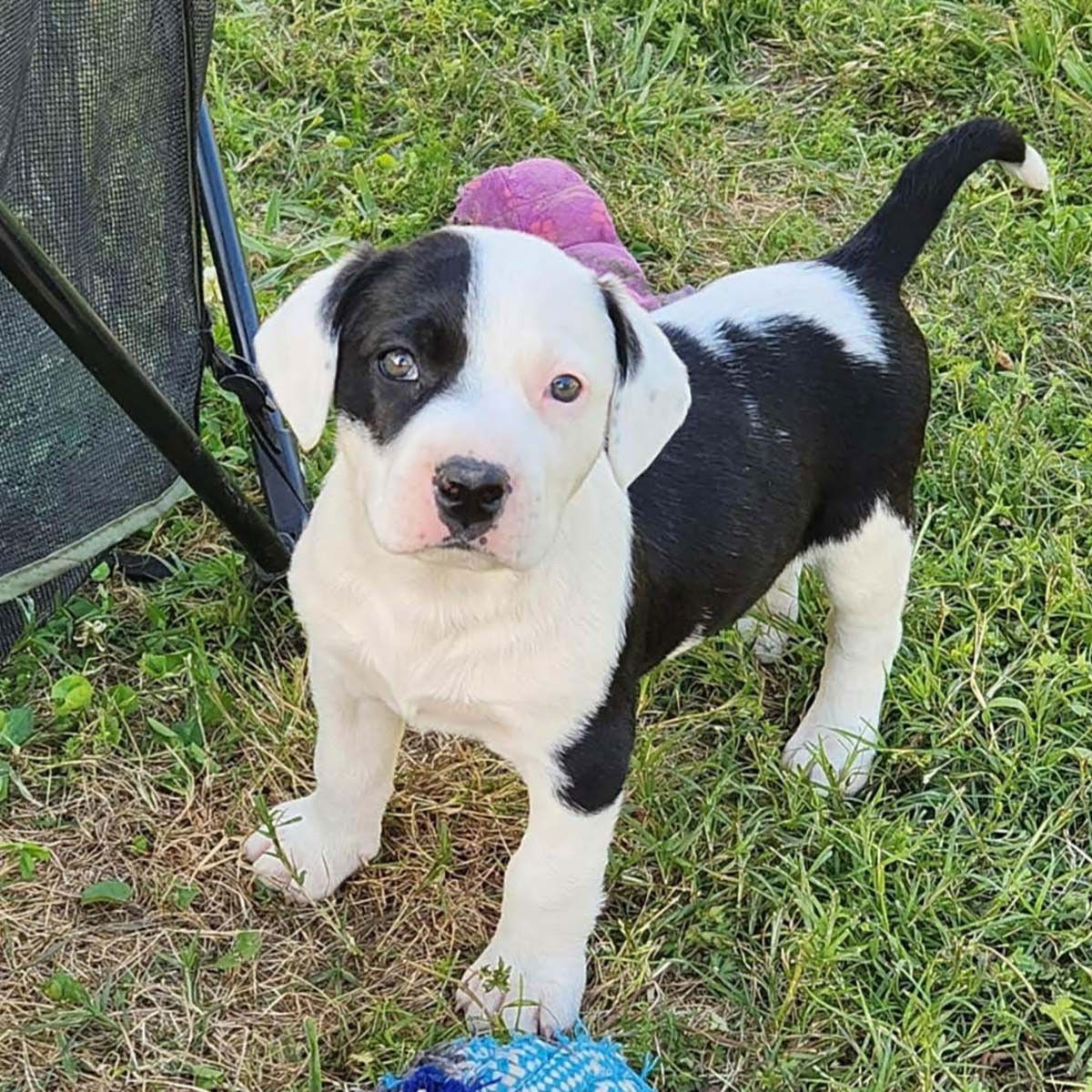 Dog for Adoption - Sweetie's Patches, a Border Collie in Marlboro ...