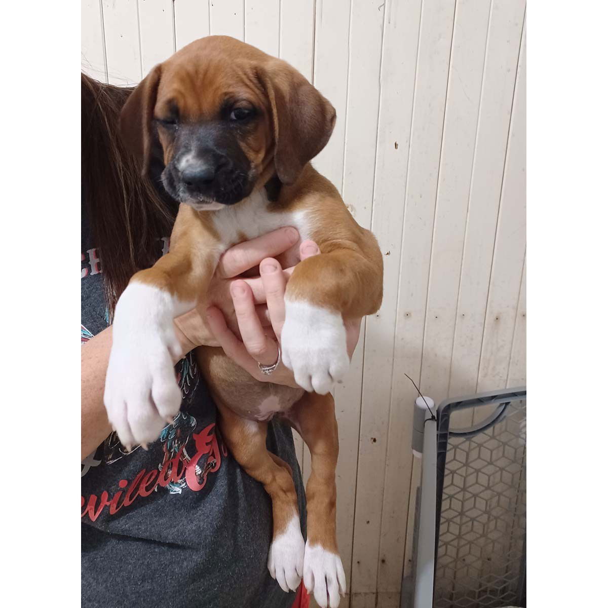 Dog For Adoption - B Pup Boosie, A Boxer In Tysons Corner, VA | Alpha Paw