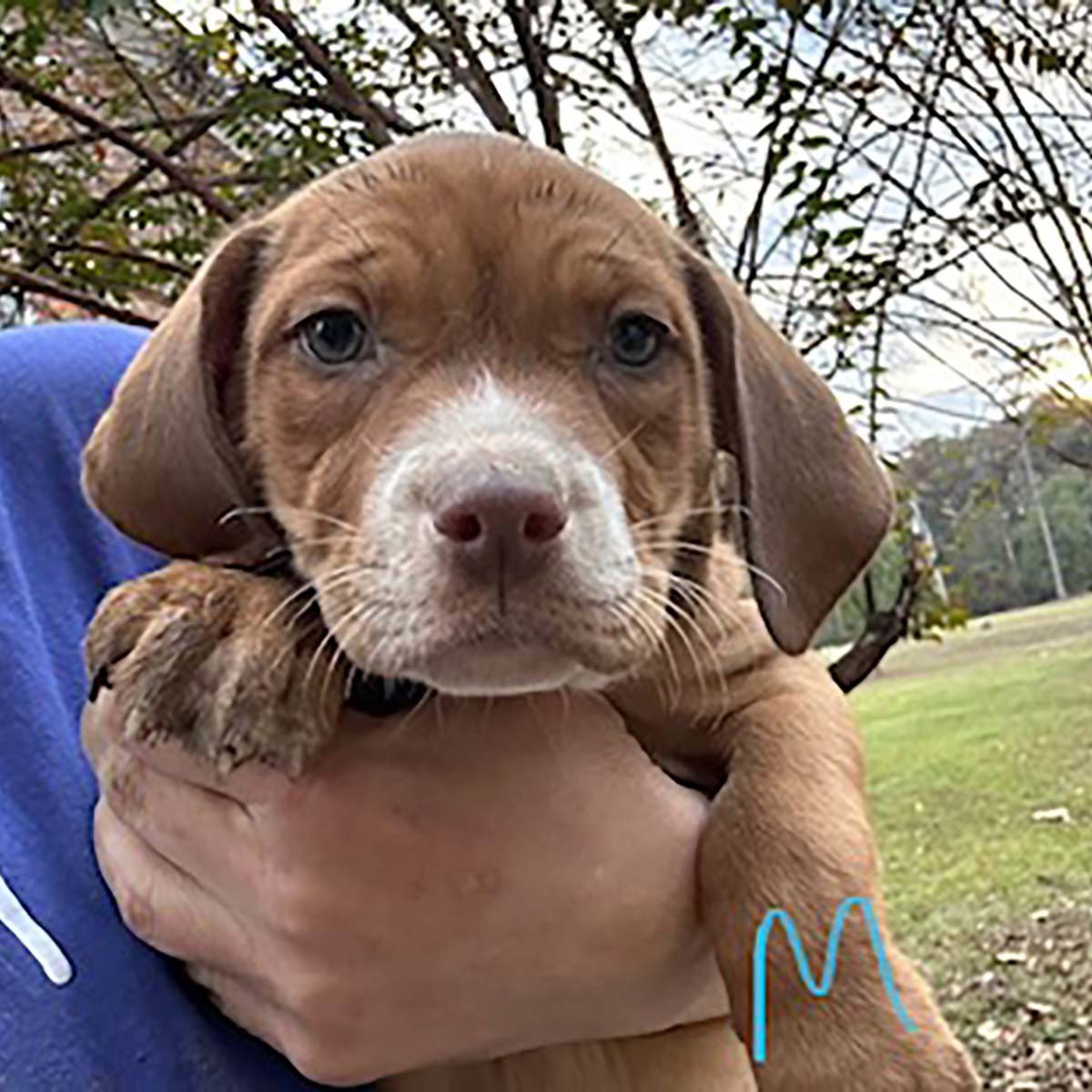 dog-for-adoption-cooper-lake-travis-a-hound-in-king-george-va