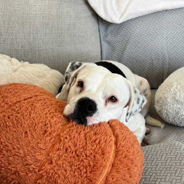 Poppy