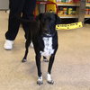 Topper - Photo 2