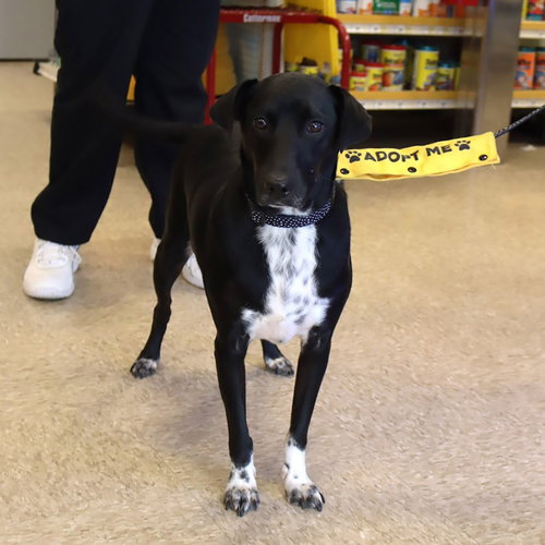 TOPPER - Labrador Retriever available for adoption