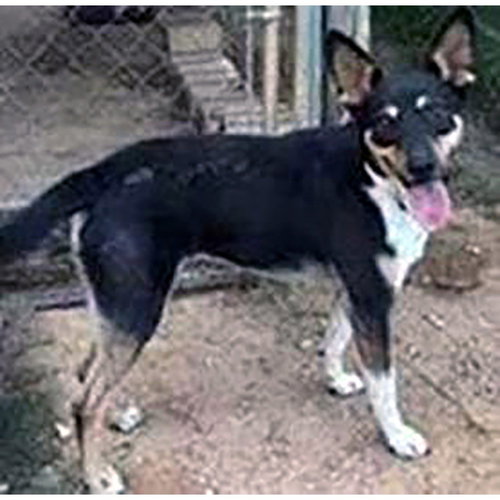 picture of the dog needing adoption