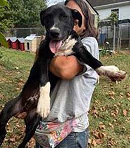 picture of the dog needing adoption