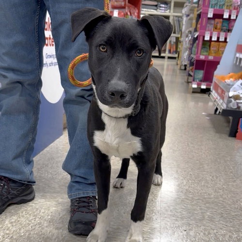 Ruffin Tumble, an adoptable Labrador Retriever in Chantilly, VA