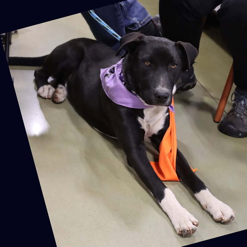 RUFFIN TUMBLE - Labrador Retriever available for adoption