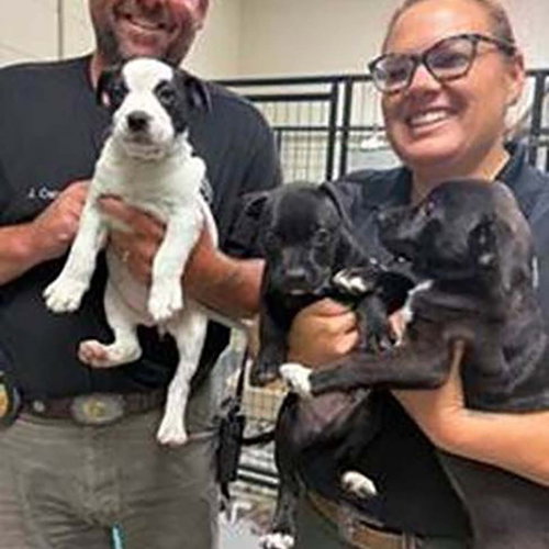 picture of the dog needing adoption