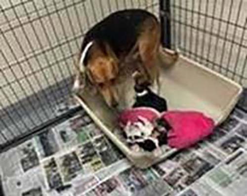 picture of the dog needing adoption