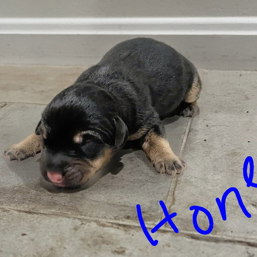 picture of the dog needing adoption