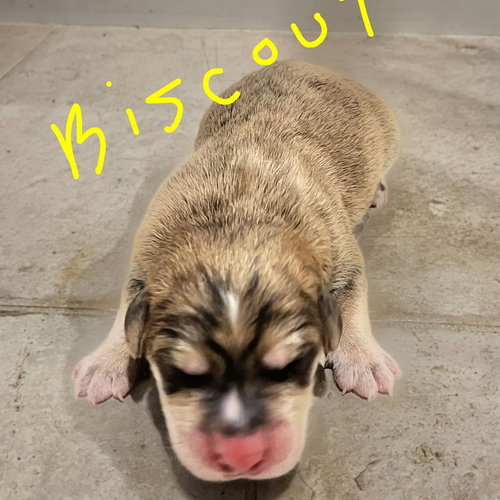 picture of the dog needing adoption