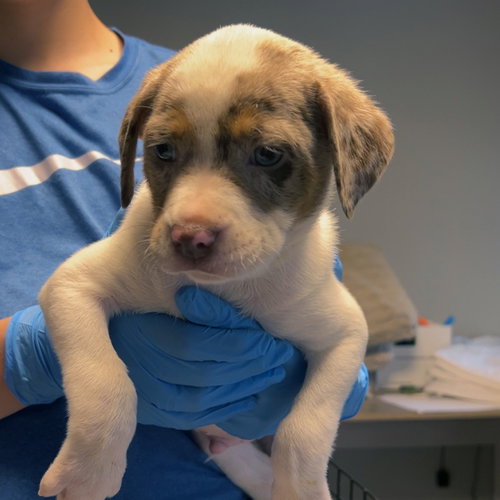 picture of the dog needing adoption
