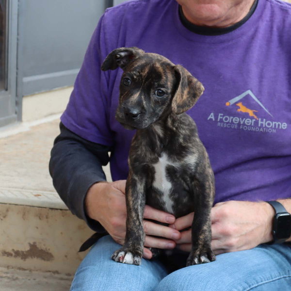 Logan's Pup Jacques