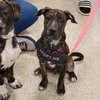 Logan's Pup Jacques - Photo 1