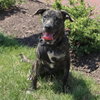 Logan's Pup Jacques - Photo 2
