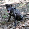 Logan's Pup Jacques - Photo 3