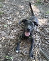 Logan's Pup Jacques - Photo 4