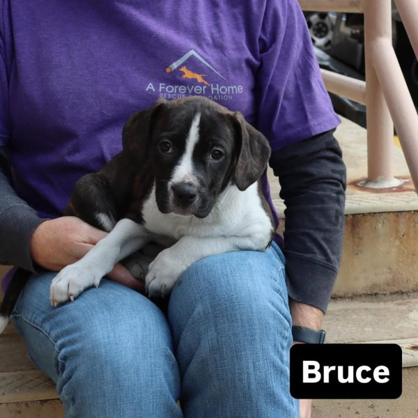 Logan's Pup Bruce
