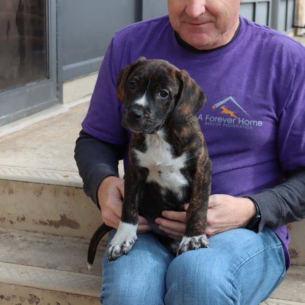 Logan's Pup Gill