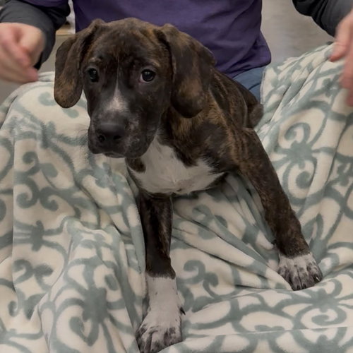 Logan's Pup Gill, an adoptable Boston Terrier in Chantilly, VA