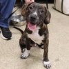 Logan's Pup Gill - Photo 1