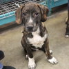 Logan's Pup Gill - Photo 2