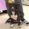 Logan's Pup Gill - Photo 3