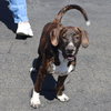 Logan's Pup Gill - Photo 4