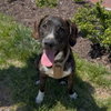 Logan's Pup Gill - Photo 1