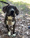 Logan's Pup Gill - Photo 3