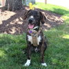 Logan's Pup Gill - Photo 4