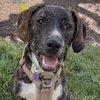 Logan's Pup Gill - Photo 5