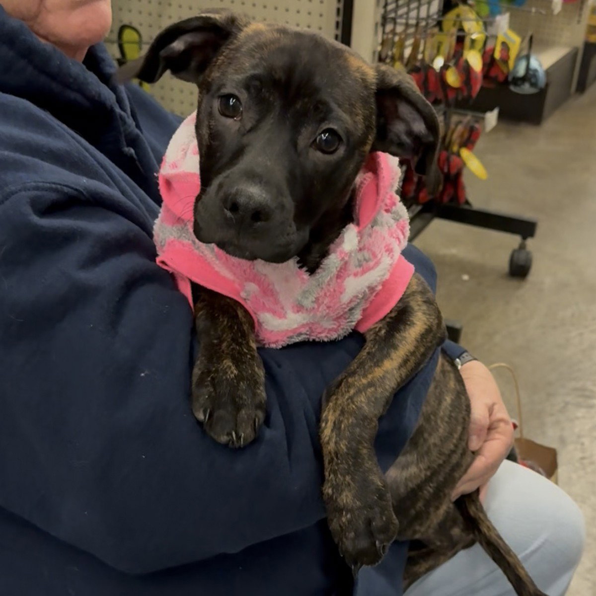 M Pup Mary