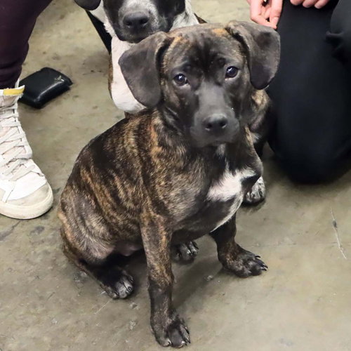 M PUP MARY - Boston Terrier / Feist available for adoption