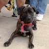 M Pup Mary - Photo 3
