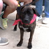 M Pup Mary - Photo 4
