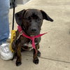 M Pup Mary - Photo 5