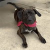 M Pup Mary - Photo 6
