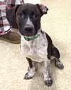 M Pup Max - Photo 1