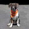 M Pup Max - Photo 2