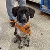 M Pup Max - Photo 3