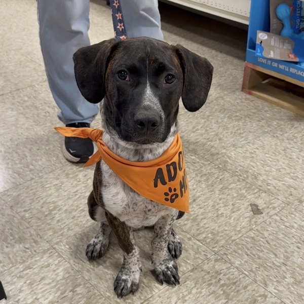 M Pup Max