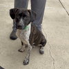 M Pup Max - Photo 4