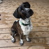 M Pup Max - Photo 5